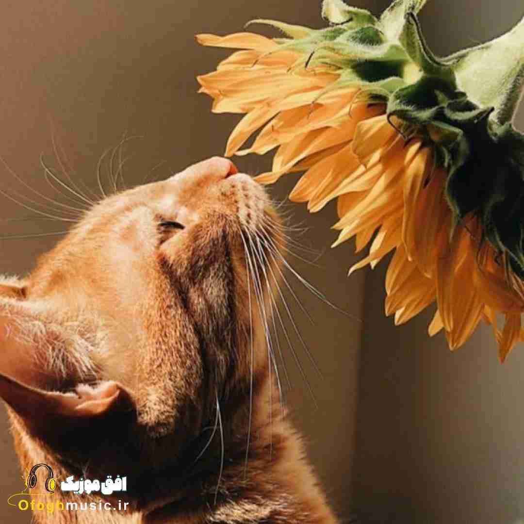  رک هرکی کنارته سودشه صورت هارو نبین