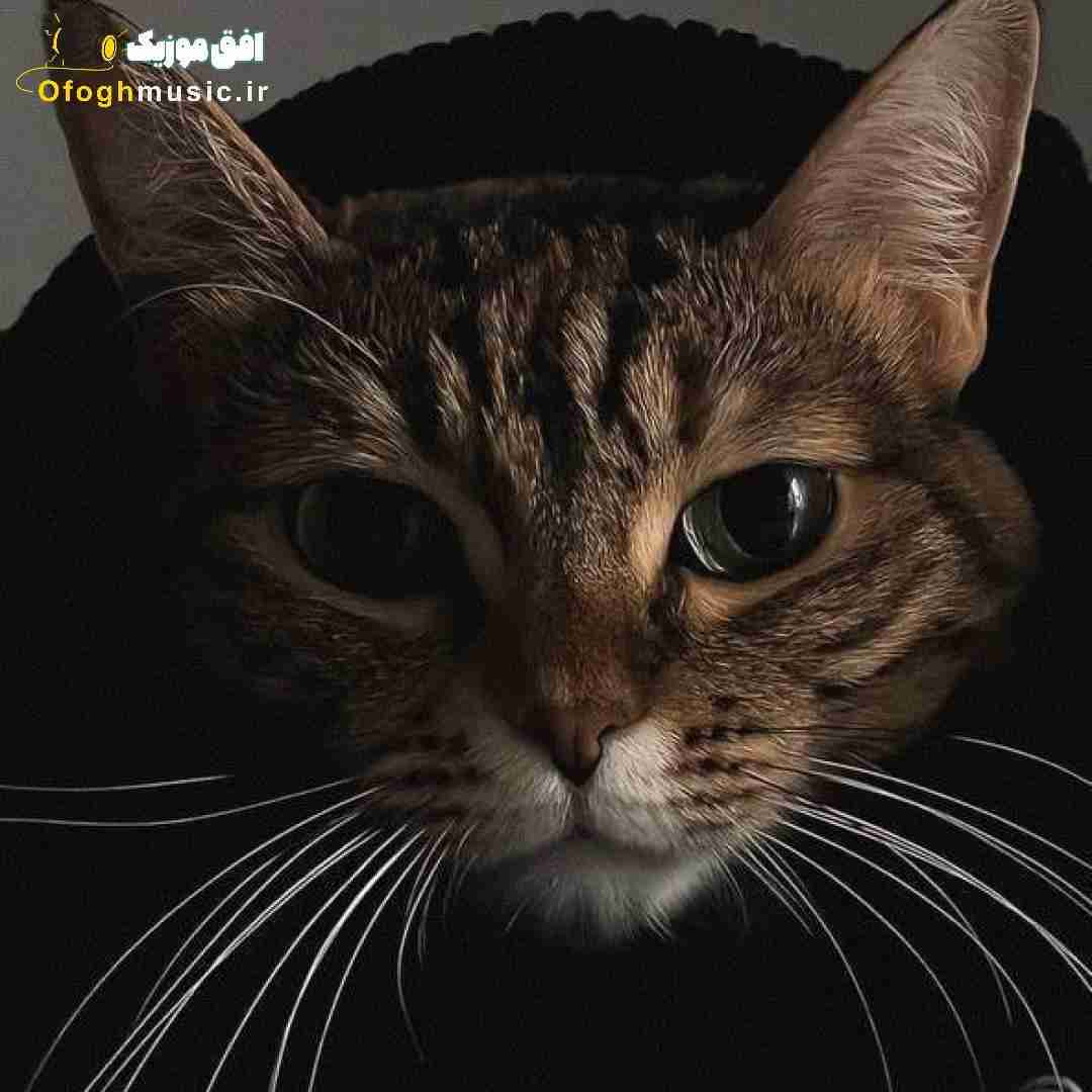  چیکار کردی با دلم وای بذار بره اگه میگه بهتر من