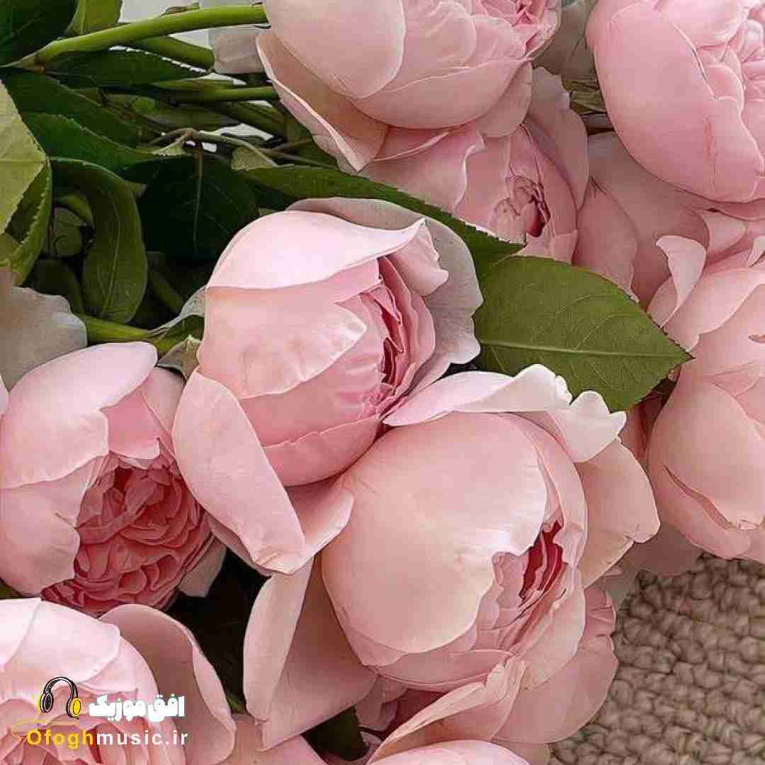  بذار راحتت کنم میمونم برات آخرش خودم