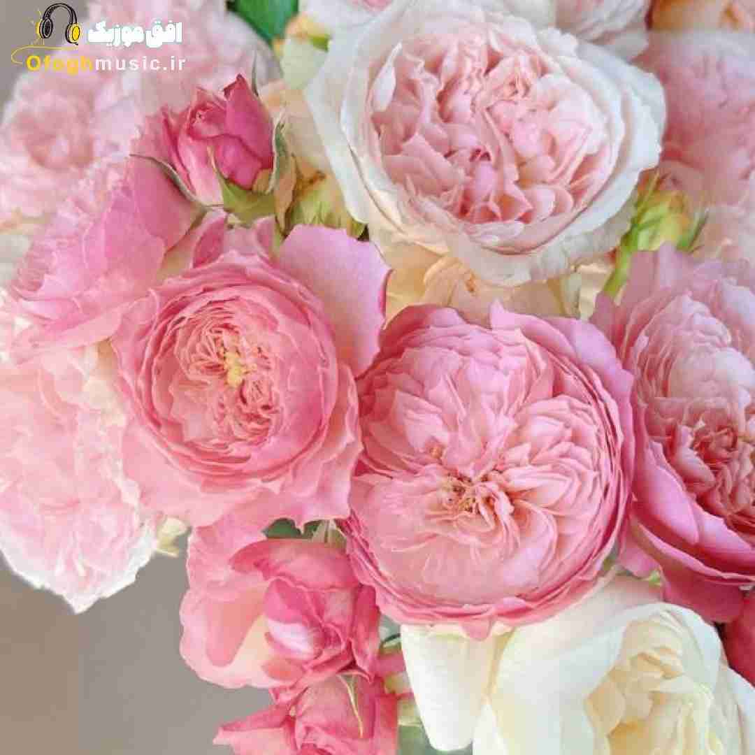  بعد تو زندگیم تو سه کام حبسه الان کی (میکس اینستایی)