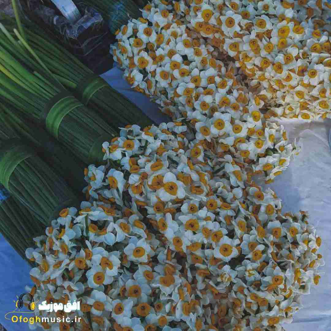 زنگ بزن کار داشتی کارت راه افتاد برو بگو ما لاشیم