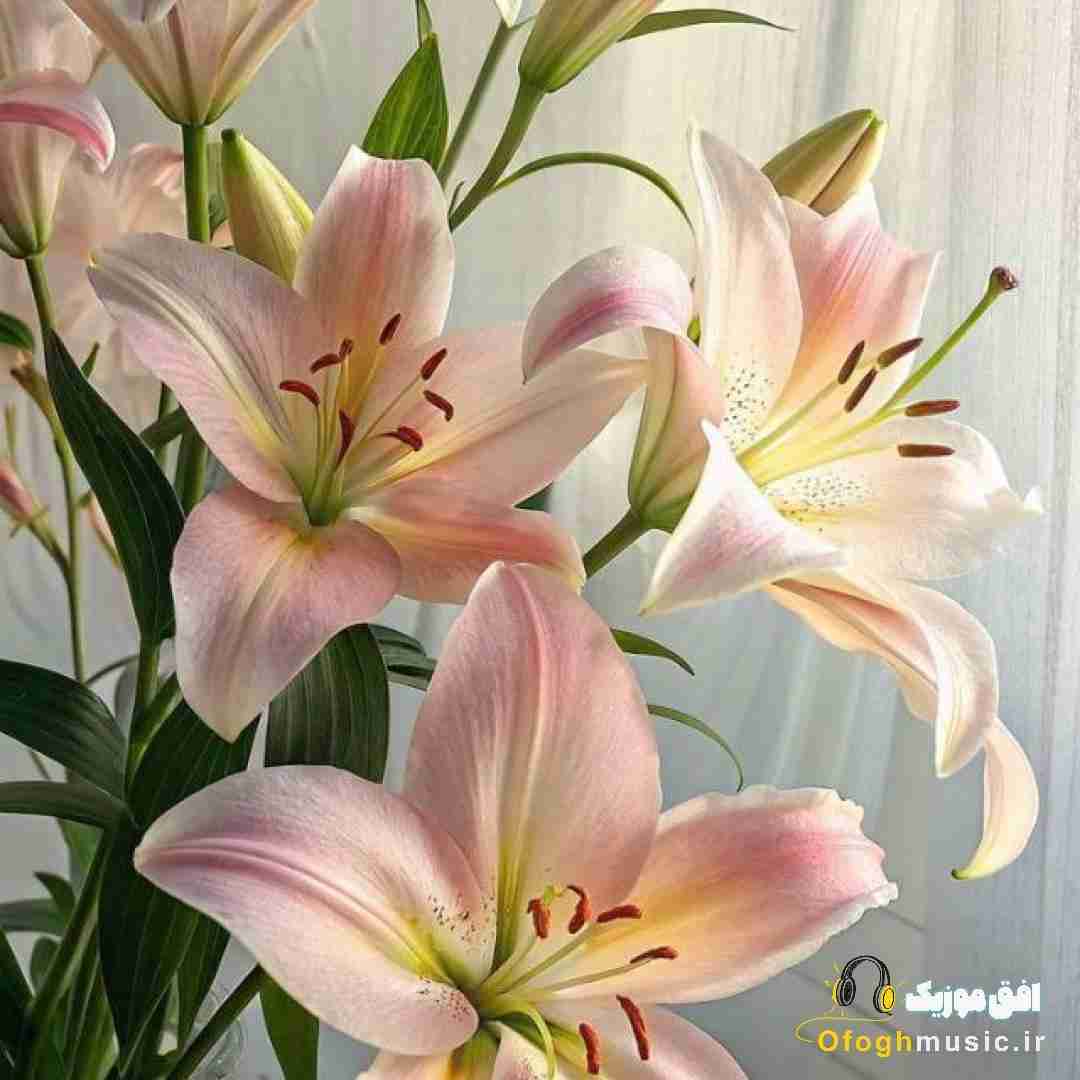  401 دستاتو 402 بگم میمونی تو بگی نه
