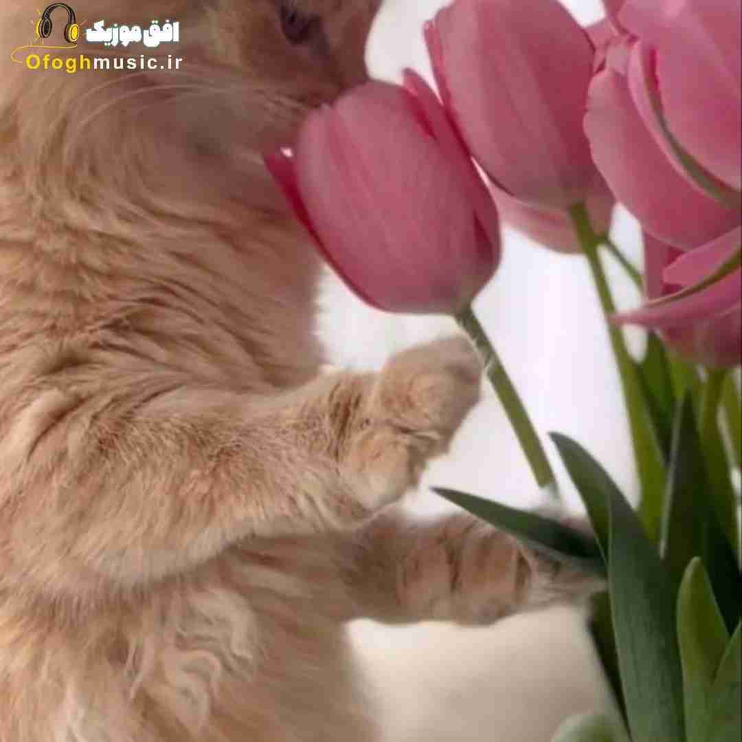 فاطمه رحمانی خش خبر