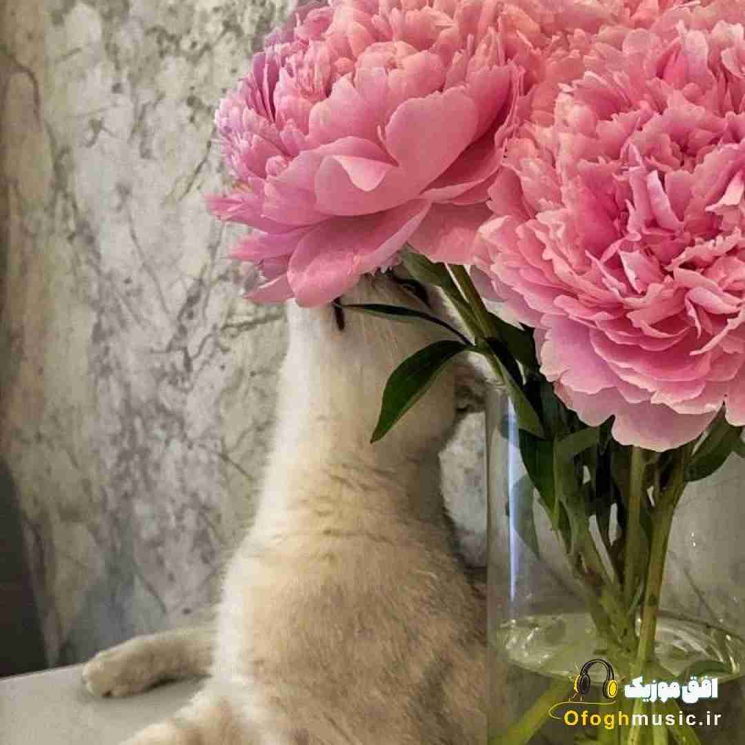 ستایش صادق زاده پایتخت