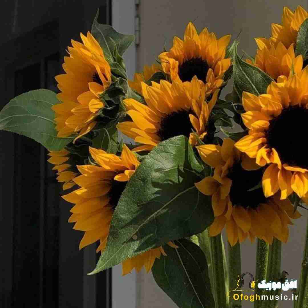  وقتی نیستی بدجور دلم میگیره جاتو نمیتونه هیچکس بگیره