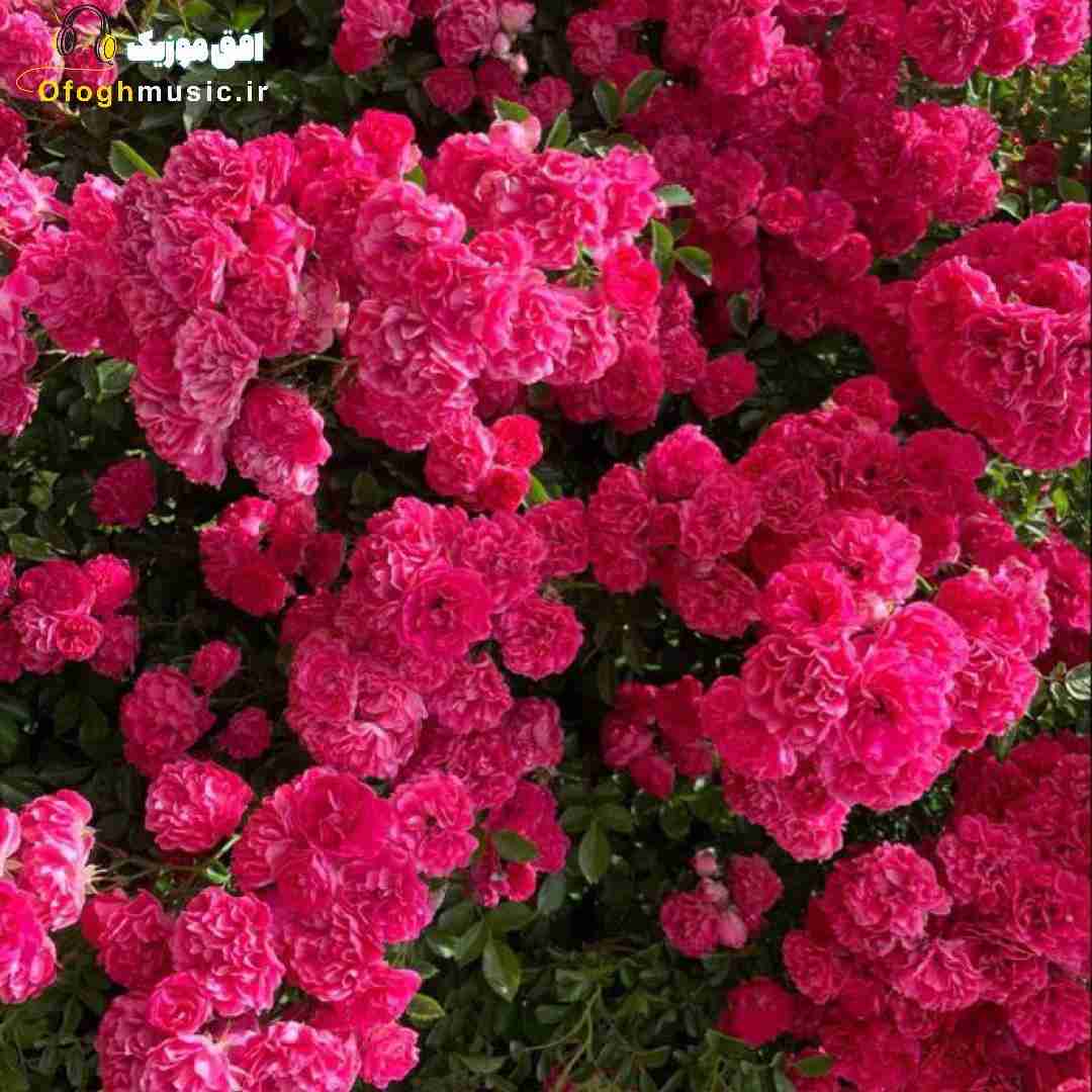  مث من کی میسوزه پایه تو کی میمیره واسه چشایه تو