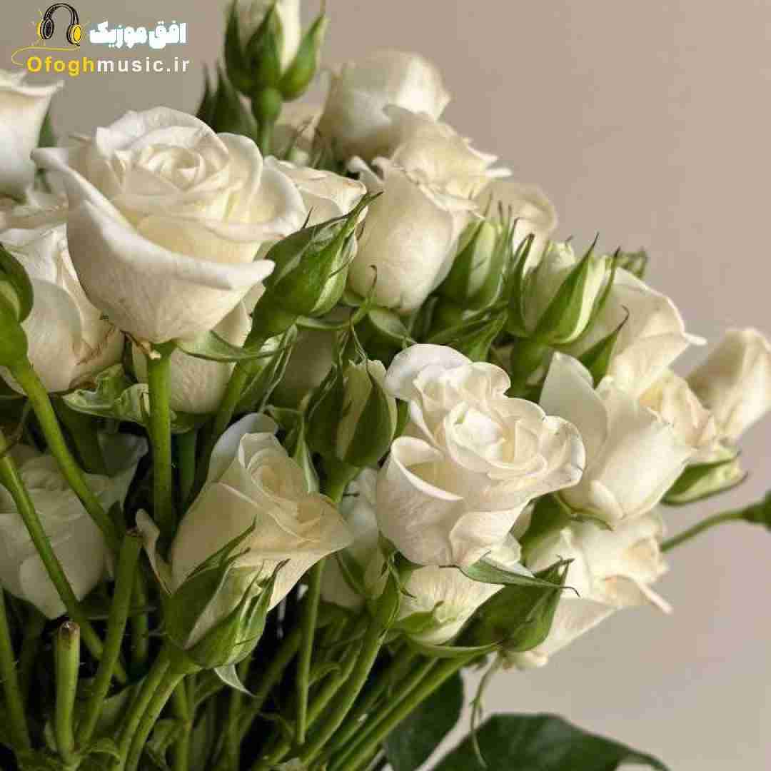  اگه برگردی پیشم واست پروانه میشم پای دردات میشینم