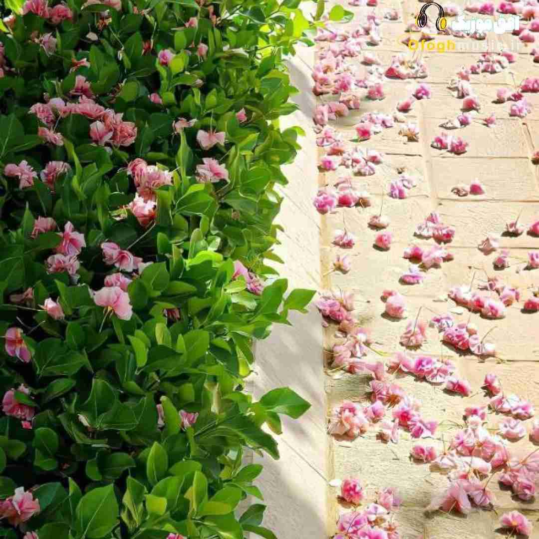  جون چه چشایی الله وکیلی
