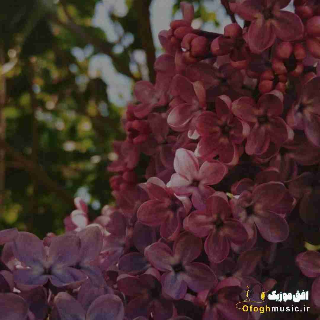  کاشکی با خواهش من دوباره راضی میشد