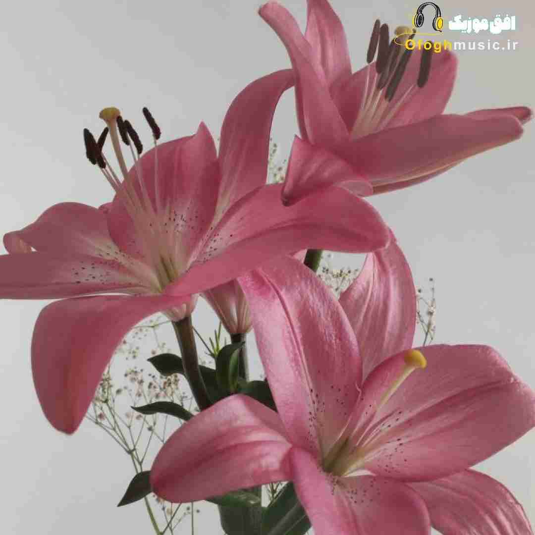  بی لیاقتیا ولی بیا پذیرام بالاتر از تو رنگی نی