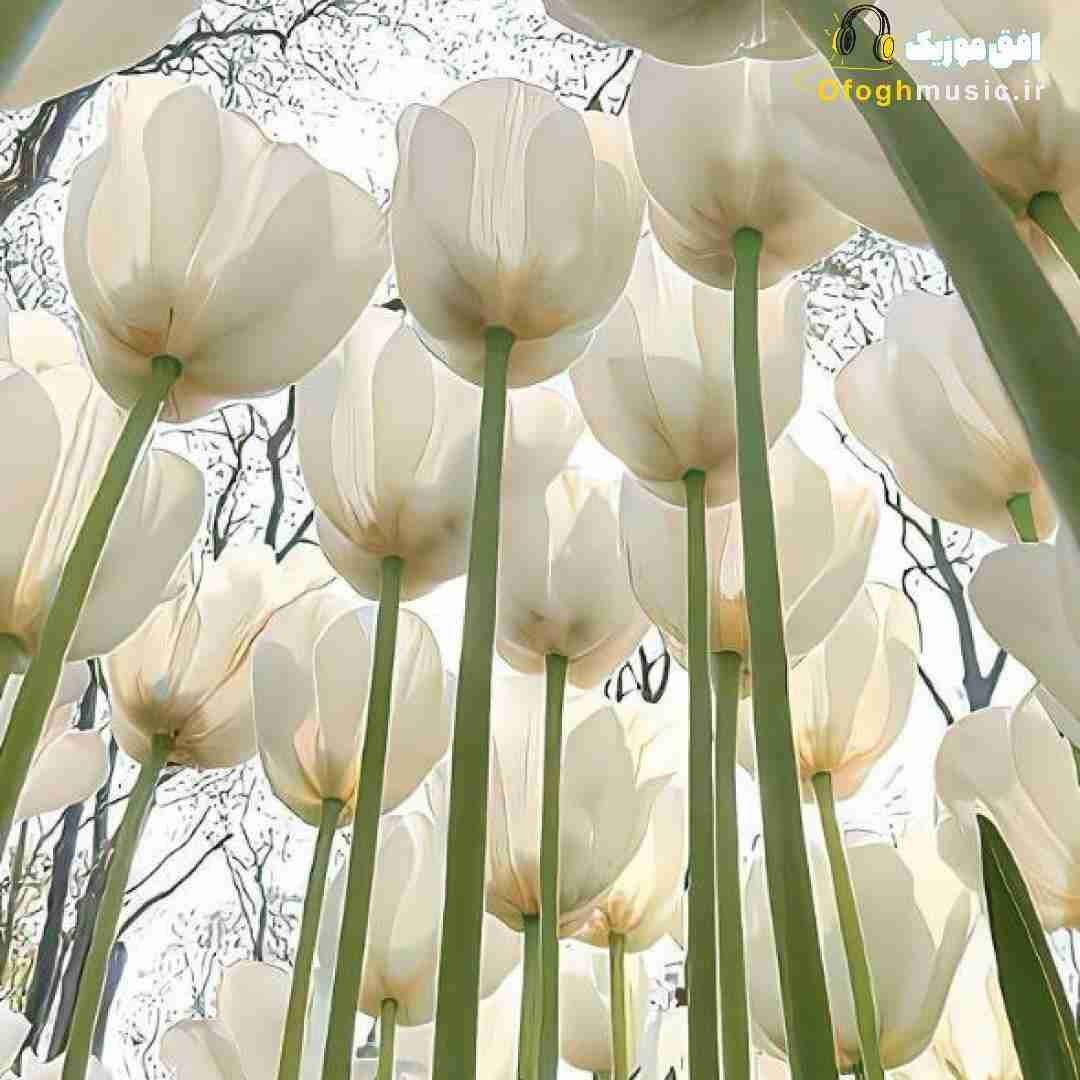  دو تا گل سرخ آوردی دل تو به من سپردی با صدای زن