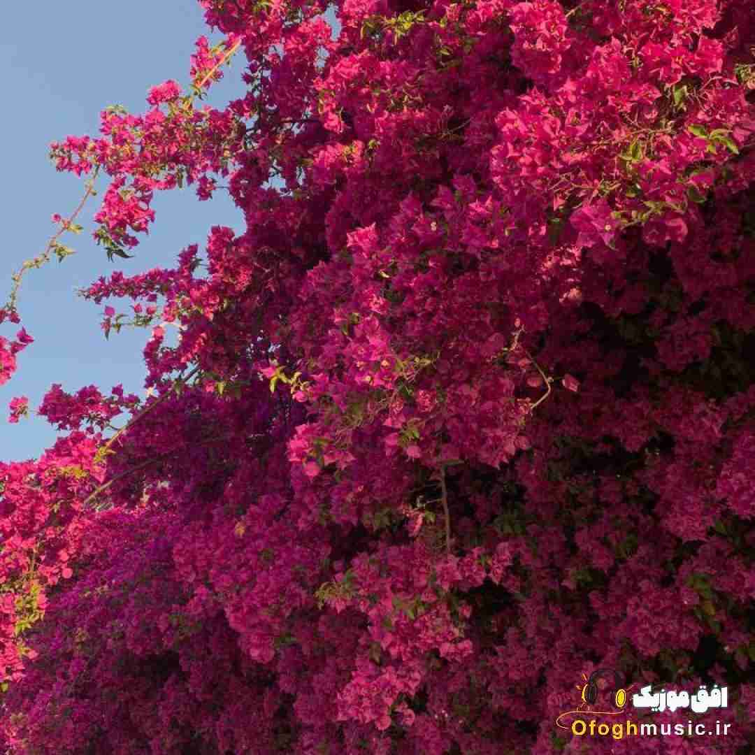 دشی نامهربون
