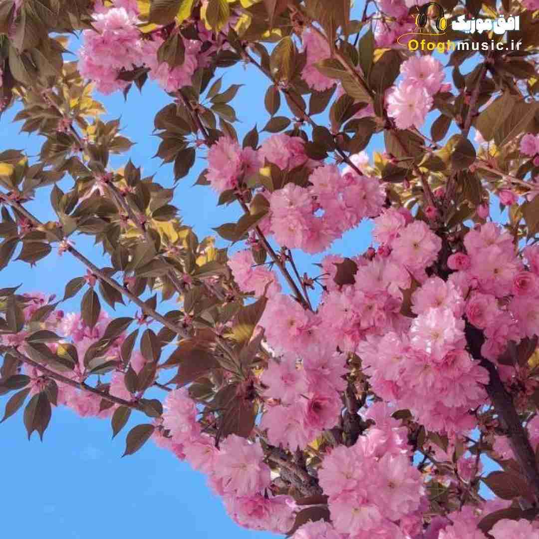 من شبیه توام و تو شبیه من همونی که میخوامی دقیقا