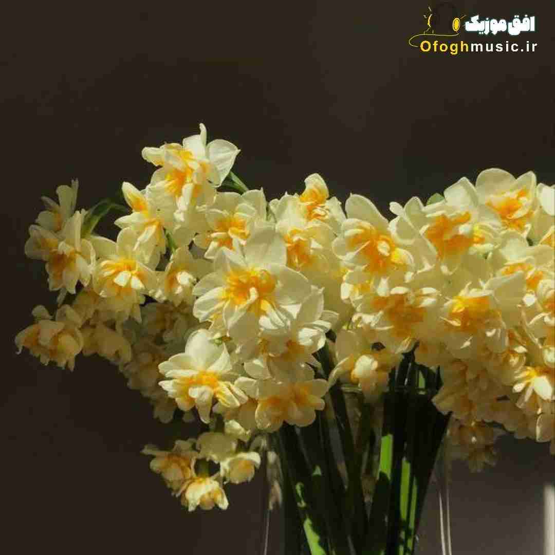 اسمت همیشه پارس میمونه پیش شکوهت ذره پیدا نیست