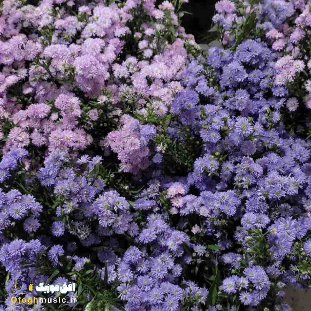 دستمو بگیر این رویامه میگم واسه خنده هات هنوز