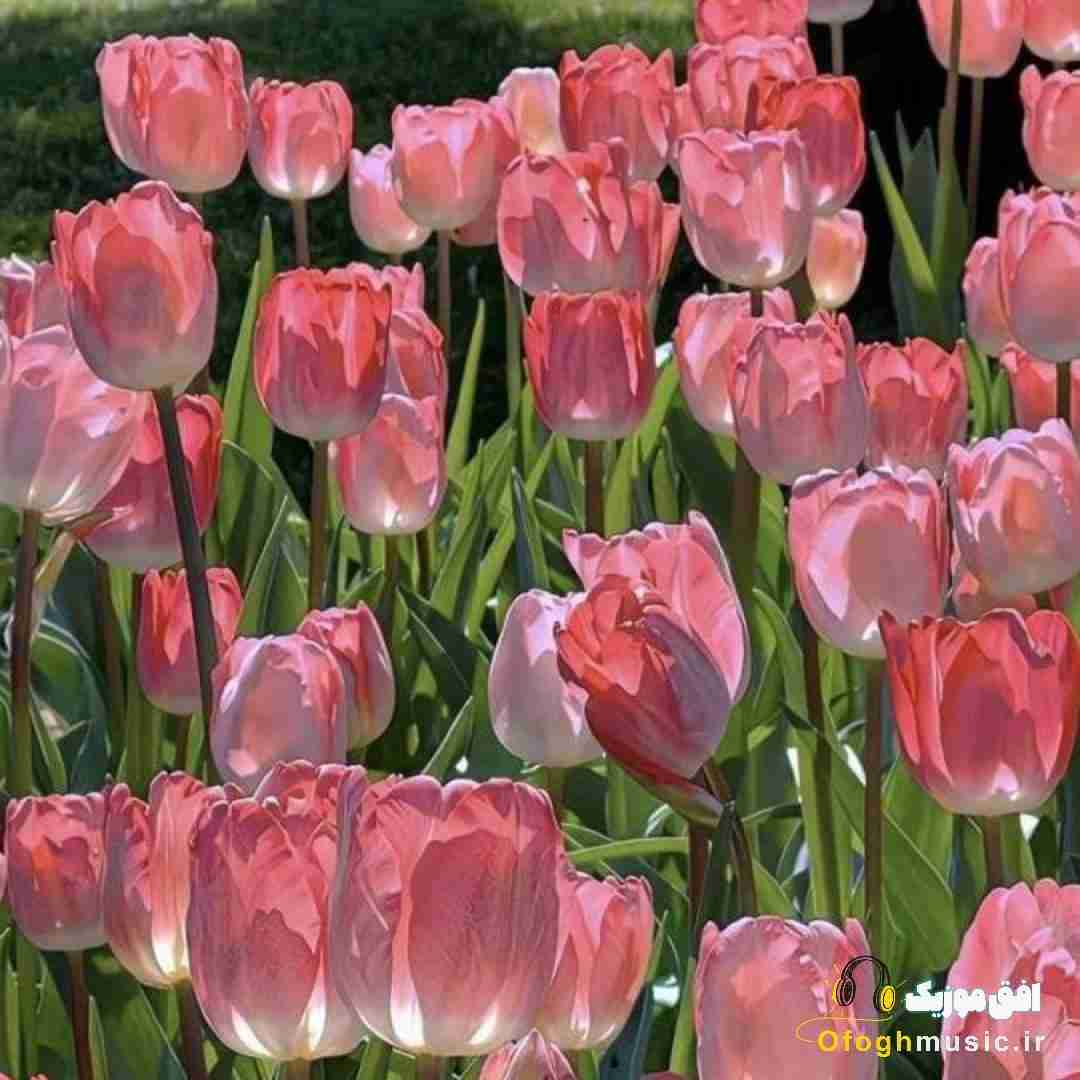 دوست دارم یروز ببینمت بالا همه سکو ها