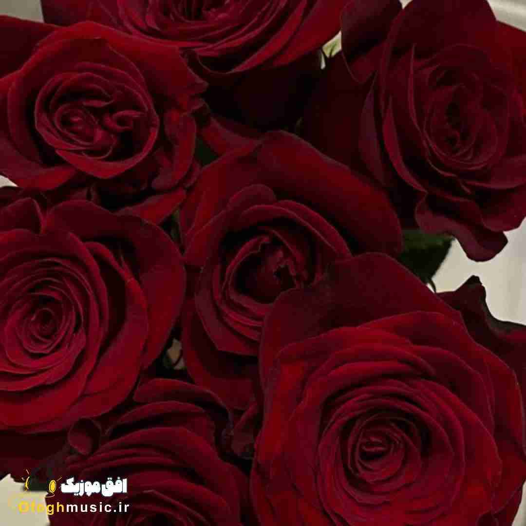 خوشتیپ فقط پارس سفید آرمونم پارس سفید