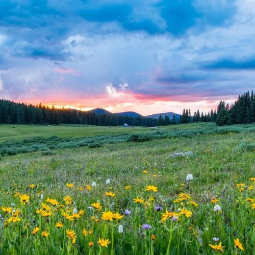 ای دلبر ای دلبر له دل من تویی