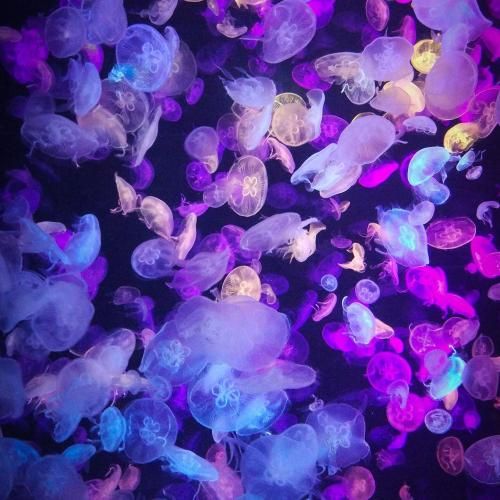 ساری ساچلی قشنگن قره گوزلو قشنگن