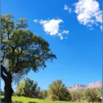 گفتی بری نمیای دیگه از جون من چیزی نمیخوای