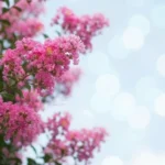 مه‌ بشم‌ نذر‌ او چشای‌ نازت (ترند اینستا)