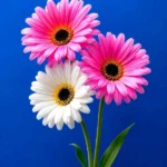 دانلود آهنگ جدید جهان و این جهنمش برای دردم اندک است