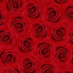 دانلود آهنگ جدید هی راستی چه خبر حال میده این شبا دور دور دانلود آهنگ جدید هی راستی چه خبر حال میده این شبا دور دور