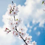 دانلود آهنگ جدید حال یه ایرانیم بنزین شده براش خیلی گران (ترند اینستا)